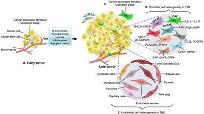 Remodeling of Stromal Cells and Immune Landscape in Microenvironment During Tumor Progression